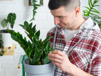 Pflegeleichte Zimmerpflanzen für Männer